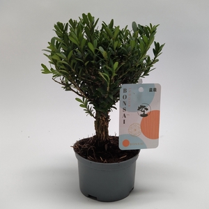Buxus Bonsai teeltpot 10 cm