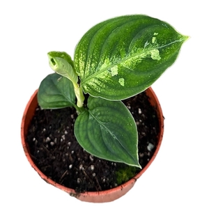 Aglaonema Pictum Bicolor