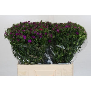 Dianthus Br Amazon Neon Purple