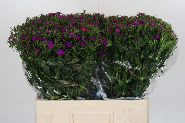 <h4>Dianthus Br Amazon Neon Purple</h4>