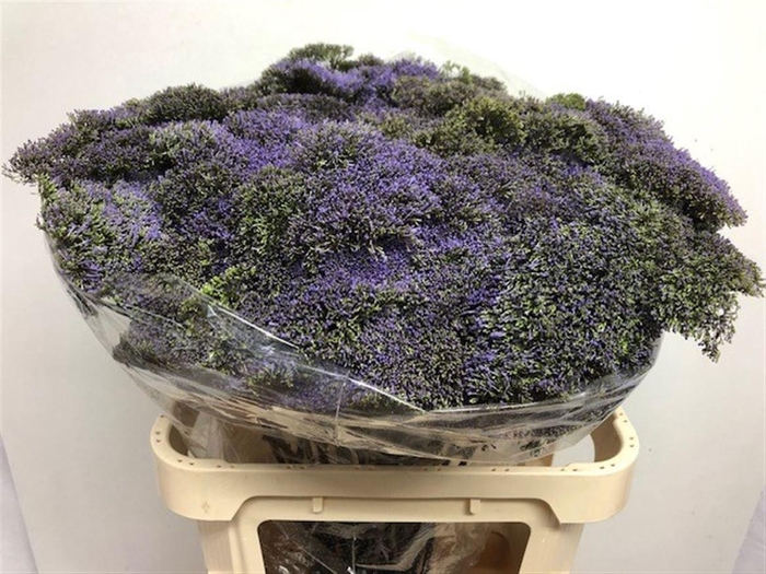 <h4>TRACH BLUE SHINE</h4>