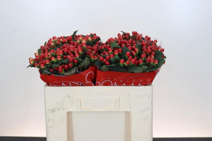 <h4>Hypericum True Romance</h4>