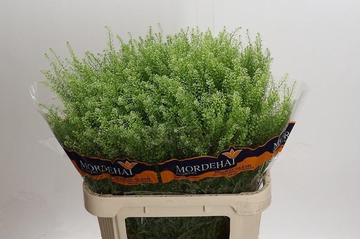 <h4>Lepidium Green Bell</h4>