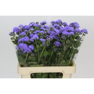Ageratum Blue Planet