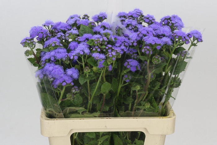 <h4>Ageratum Blue Planet</h4>