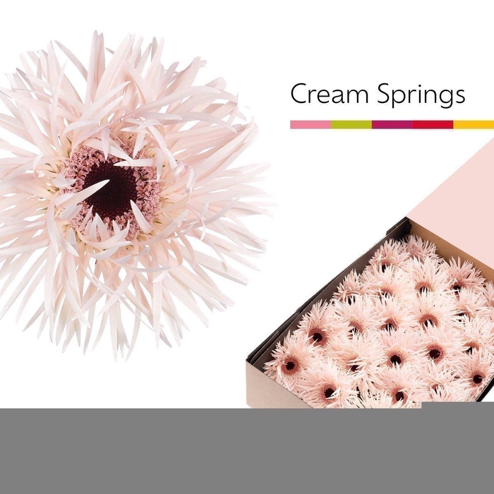 <h4>Gerbera cream springs</h4>