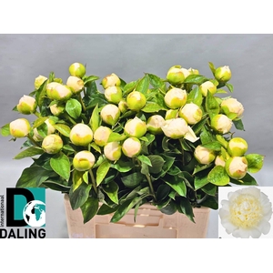 PAEONIA LACT. 'BRIDAL SHOWER'
