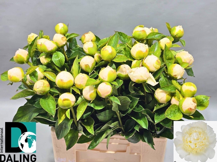 <h4>PAEONIA LACT. 'BRIDAL SHOWER'</h4>