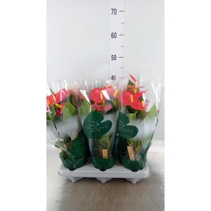 Anthurium andr. 'Aroha'