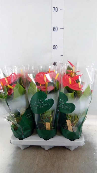 <h4>Anthurium andr. 'Aroha'</h4>
