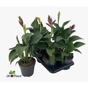 CANNA CANNOVA GEM