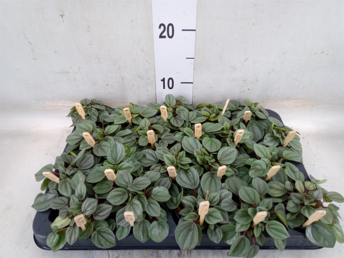<h4>Peperomia</h4>
