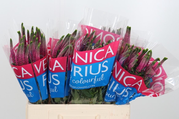 <h4>Veron Smart Artist</h4>