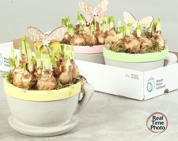 <h4>ARR NARCISSUS</h4>