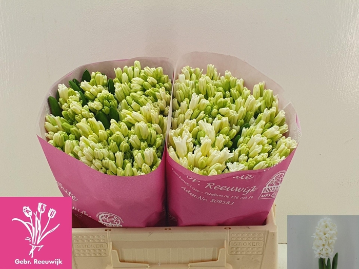 <h4>HYAC TOP WHITE</h4>