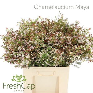 Chamelaucium Maya