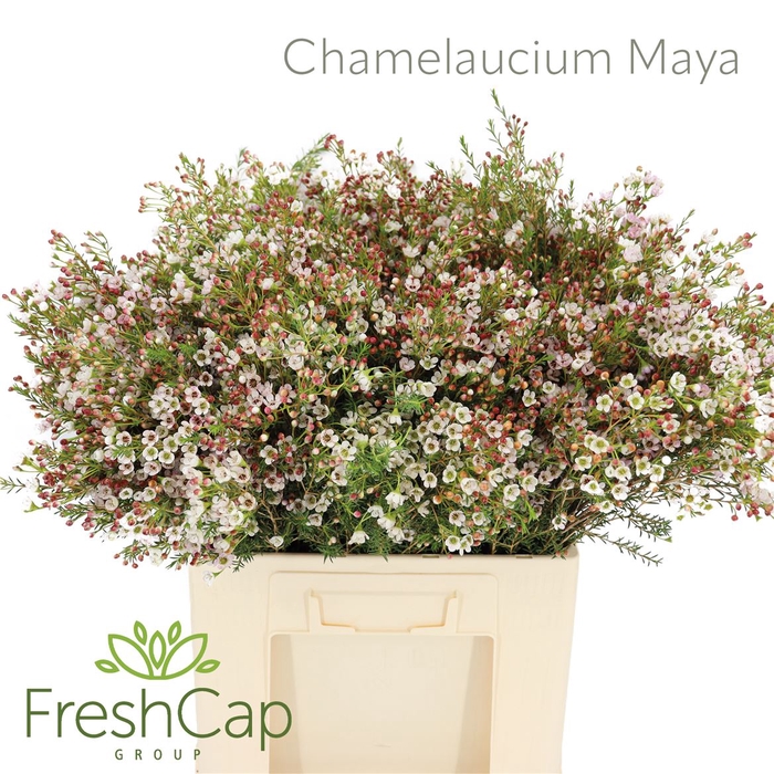 <h4>Chamelaucium Maya</h4>