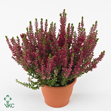 Calluna vulg. 'Beauty L Sylke'