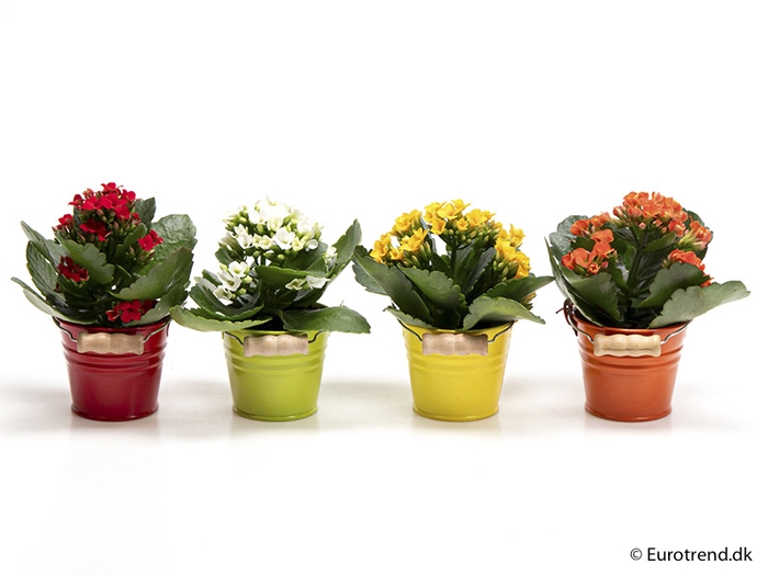 <h4>KALANCHOE BLOSS P6 E 1558 LENTE</h4>