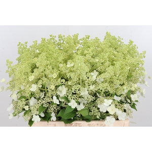 Hydrangea Pan Kyushu