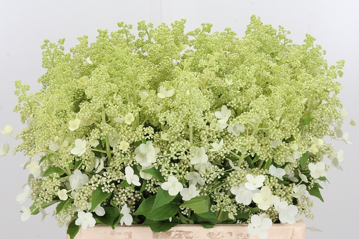 <h4>Hydrangea Pan Kyushu</h4>