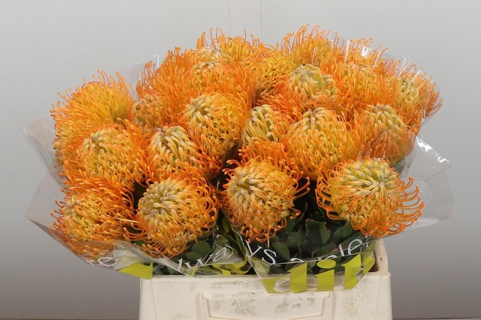 <h4>LEUCO JELENA</h4>