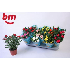 Ro B Monde Gem 7 Srt