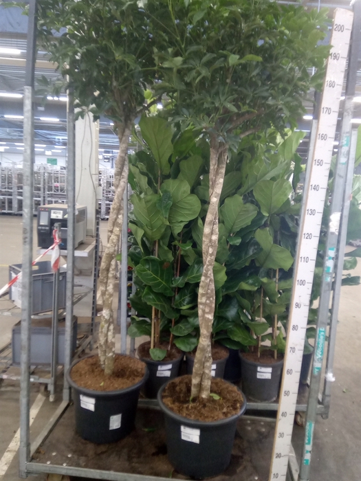 <h4>Schefflera arbor. 'Compacta'</h4>