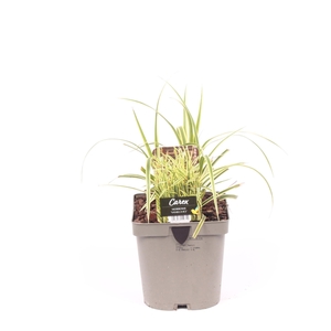 Carex morrowii 'Vanilla Ice'