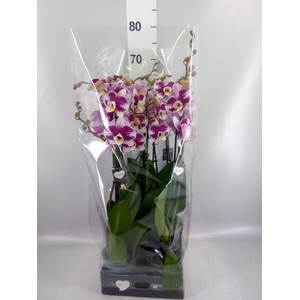 Phalaenopsis  'Ant Barcelona'