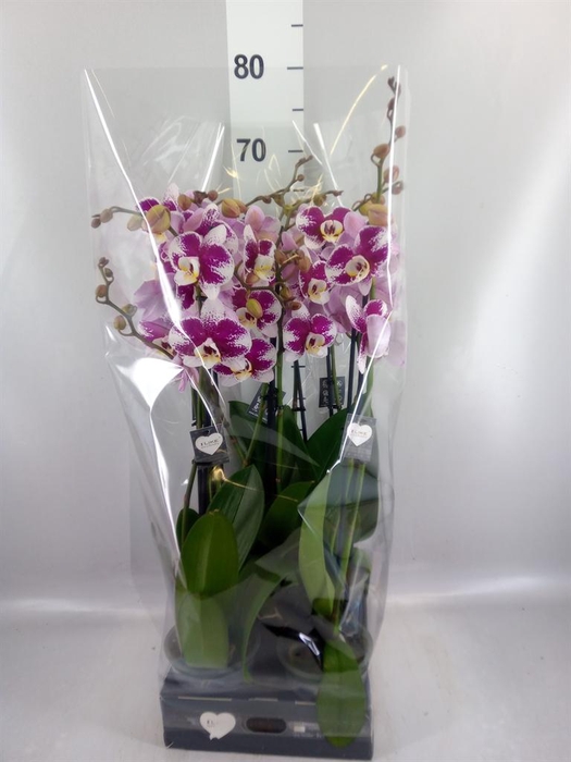 <h4>Phalaenopsis  'Ant Barcelona'</h4>