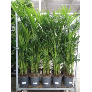Howea forsteriana