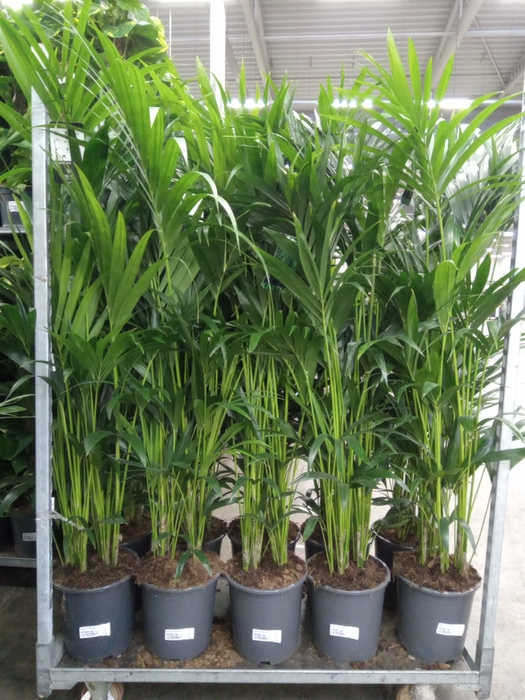 <h4>Howea forsteriana</h4>