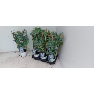 EUCAL GUNNII