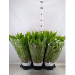 Nephrolepis exal. 'Sonata'