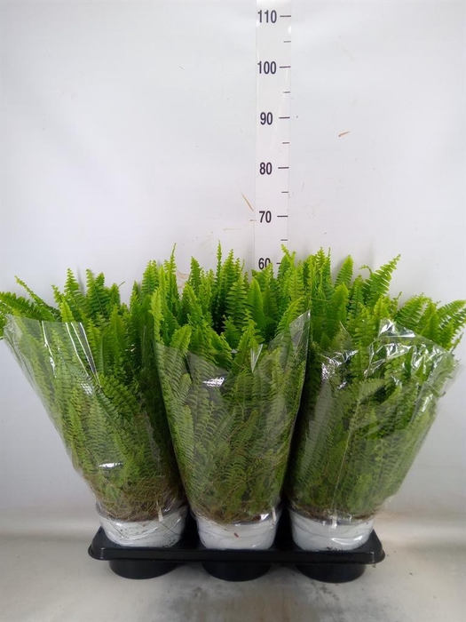 <h4>Nephrolepis exal. 'Sonata'</h4>