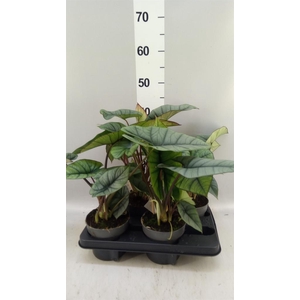 Alocasia   ...