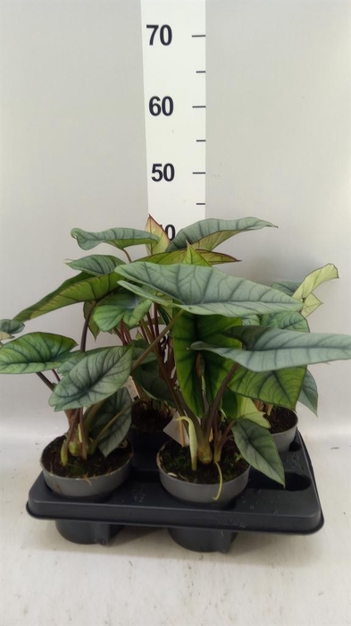 <h4>Alocasia   ...</h4>