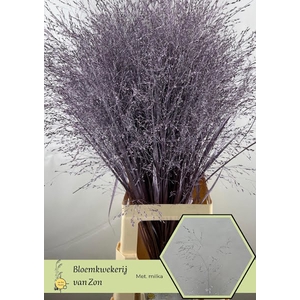 Siergras Klb Lavender Metallic Frank Zon