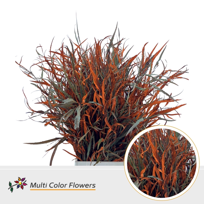 <h4>Grevillea Oranje</h4>