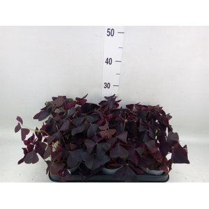 Oxalis   ...