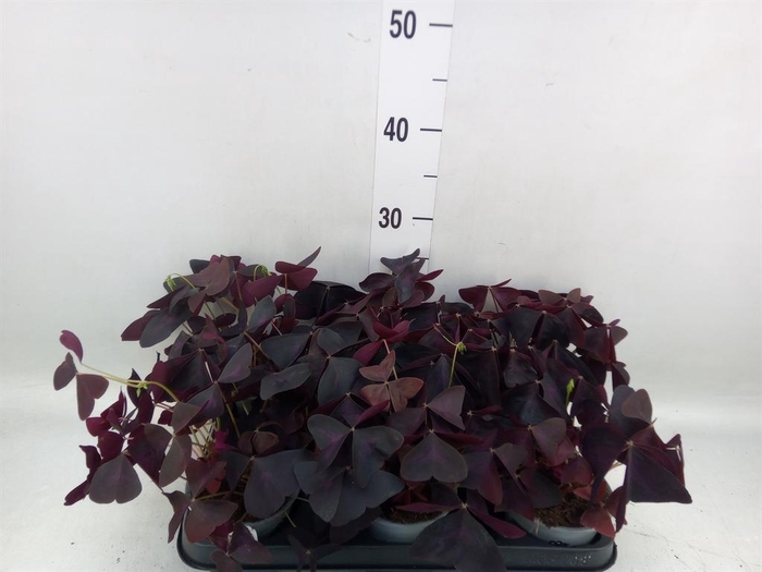 <h4>Oxalis   ...</h4>
