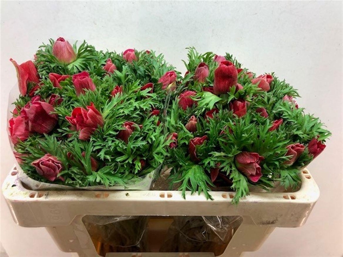 <h4>ANEM CO GALIL ROOD</h4>