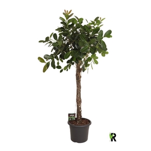 Ficus microcarpa Smile stam