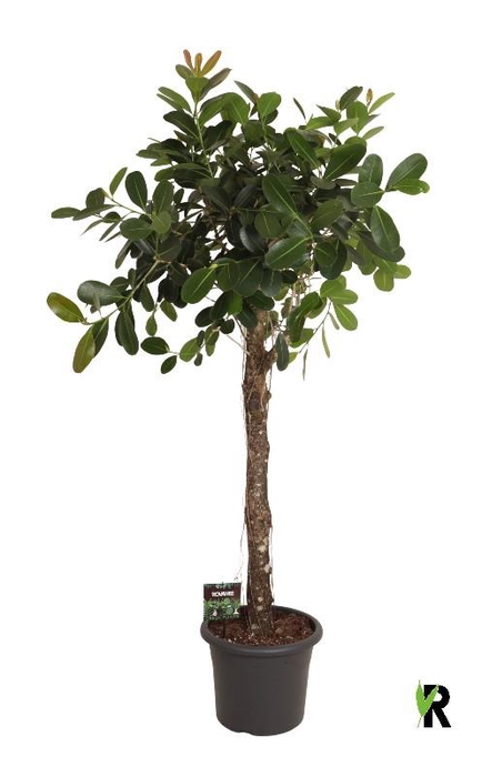 <h4>Ficus microcarpa Smile stam</h4>