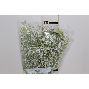 GYPSOPHILA DYNAMIC LOVE 070 CM MIN 250 GRAMAS