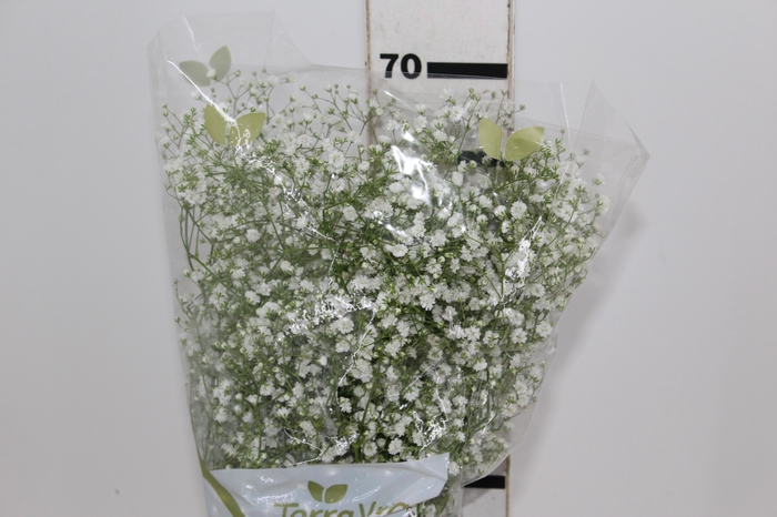 <h4>GYPSOPHILA DYNAMIC LOVE 070 CM MIN 250 GRAMAS</h4>