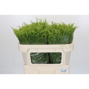 Solidago Golden Glory