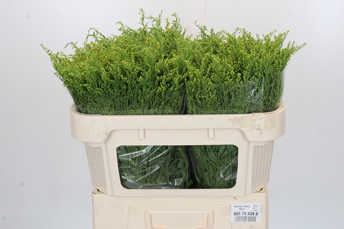 <h4>Solidago Golden Glory</h4>