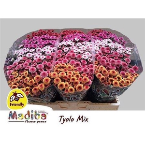 Chrysanthemum (Indicum Grp) tros santini Madiba Tyolo gemengd in fust